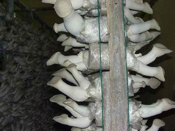 mushroom mesh 2