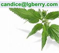 FDA Sting Nettle root Extract 3