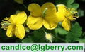 Gmp factory supplier of Celandine Extract Chelidonine