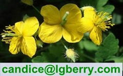 Gmp factory supplier of Celandine