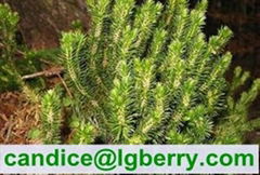 High quality Huperzine A Huperzia Serrata Extract 1%