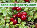 12 years factory supply 5%-70% Cranberry