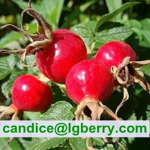 100%Natural wild Rose Hip Extract 