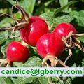 100%Natural wild Rose Hip Extract 