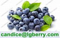 Blueberry P.E  Anthocyanin 5%-70% wild