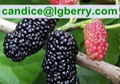 Natural fruit extract anthocyanin mulberry extract powder  1