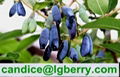 Lonicera Caerulea Extract