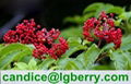 Anthocyanin 5-70% Natural Wild