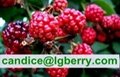 Anthocyanin professional factory raspberry extract 1