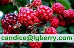 Anthocyanin professional factory raspberry extract