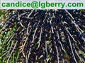 Natural Acai Berry Extract 5%-70%Anthocyanin 1