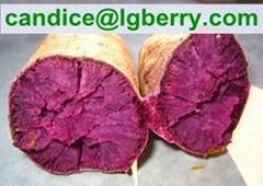Professional purple sweet potato powder anthocyanin