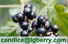Top quality black currant anthocyanin