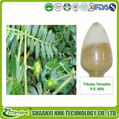 GMP Manufacturer supply high quality natural Tribulus Terrestris Extract