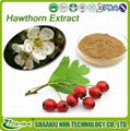 Top Quality From 15 Years experience manufacture hawthorn berry extract