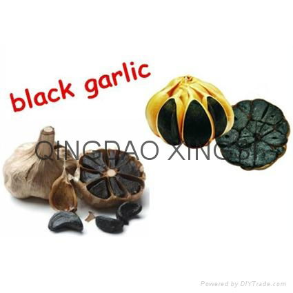 black garlic