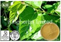 Mulberry Leaf Extract 1