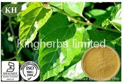 Mulberry Leaf Extract