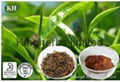 Black Tea Extract 1