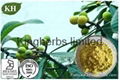 Loquat Leaf Extract