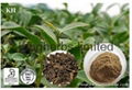 Oolong Tea Extract 1