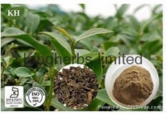 Oolong Tea Extract