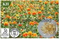 Safflower Seed Oil 1