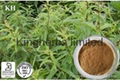 Lemon Verbena Extract 1