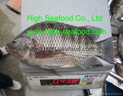 fresh frozen tilapia whole round