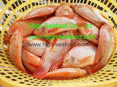 Frozen Red Tilapia whole round