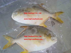 Golden Pomfret