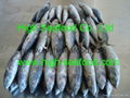 Bonito Fish Whole round