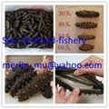 Frozen / dried sea cucumber  (