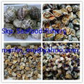 Frozen Whelk Sea Snail conch 1