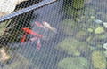 Woven Pond Netting - Keeps Blowing Debris Out of Pond 1