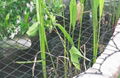 Nylon Pond Netting - Good Deterrent for