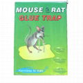 Small mouse glue board 3