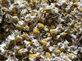 chamomile