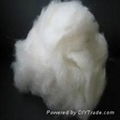 cashmere fiber