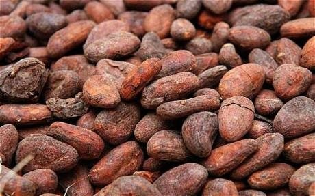 Dried Cocoa beans for sale