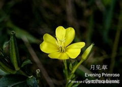 Evening primrose oil 