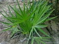 Saw Palmetto Extract