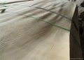 Poplar core veneer for plywood use 2