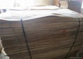 Poplar core veneer for plywood use 1