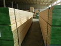 BS Pine LVL Scaffolding Board for Middle -east Market