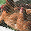 PVC Coating Chicken Wire - UV Stabilized