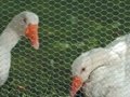 Stainless Steel Chicken Wire - Acid and