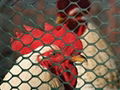 Hexagonal Plastic Poultry Fence - Soft