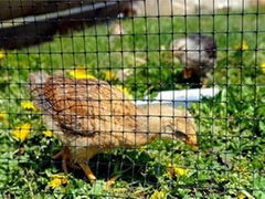 Oriented Plastic Poultry Netting - Keep Predator Out