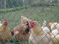 Chain Link Poultry Netting Protects